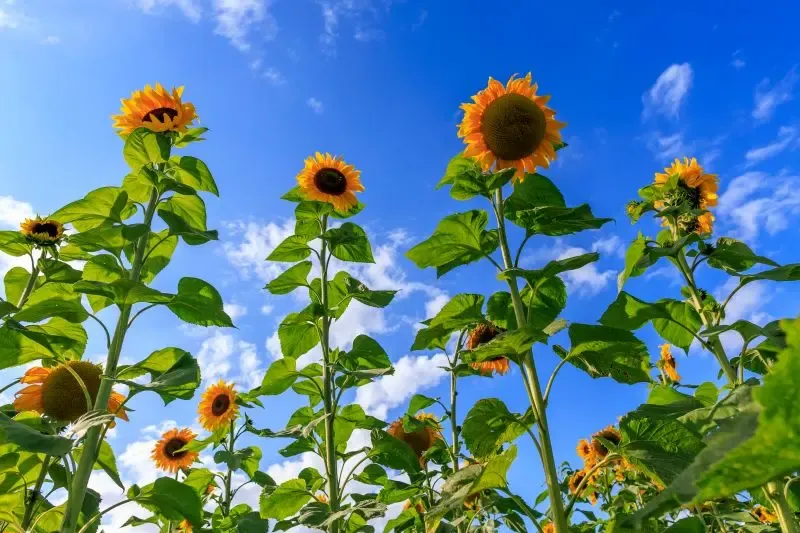 Tournesols geants