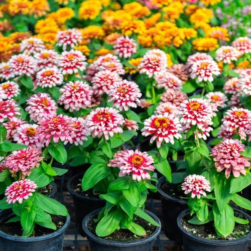 Zinnia