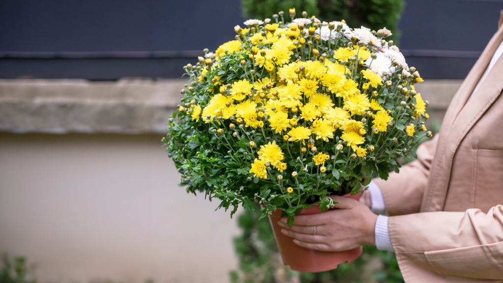 Chrysanthemes en cas de deuil