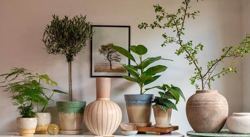 Diverses plantes d'intérieur en pot