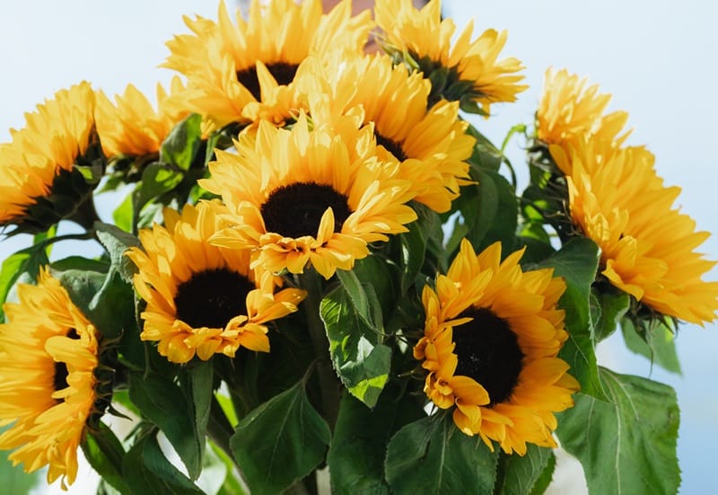 Fleurs d'été : un bouquet de tournesols