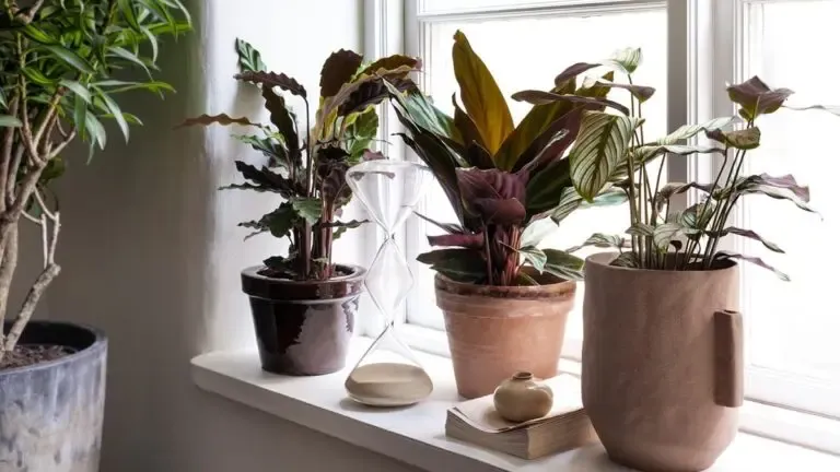 Plante decoration bureau 1