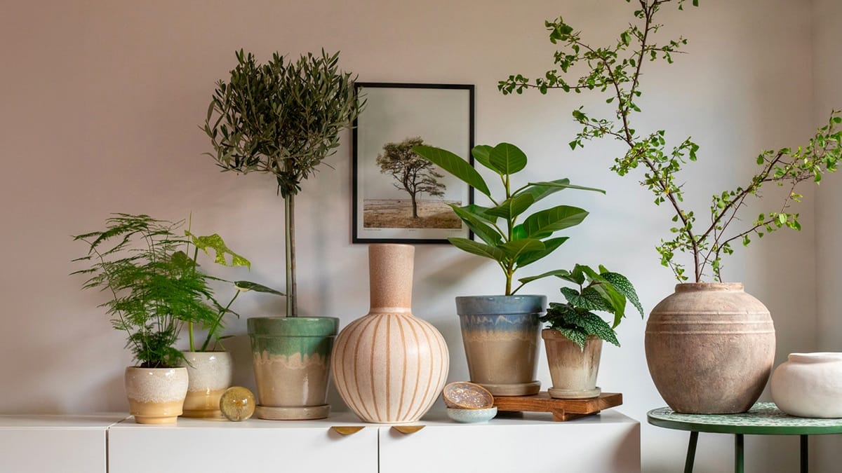 Plusieurs plantes d'intérieur en pot dans un salon