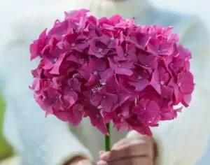 Hortensia