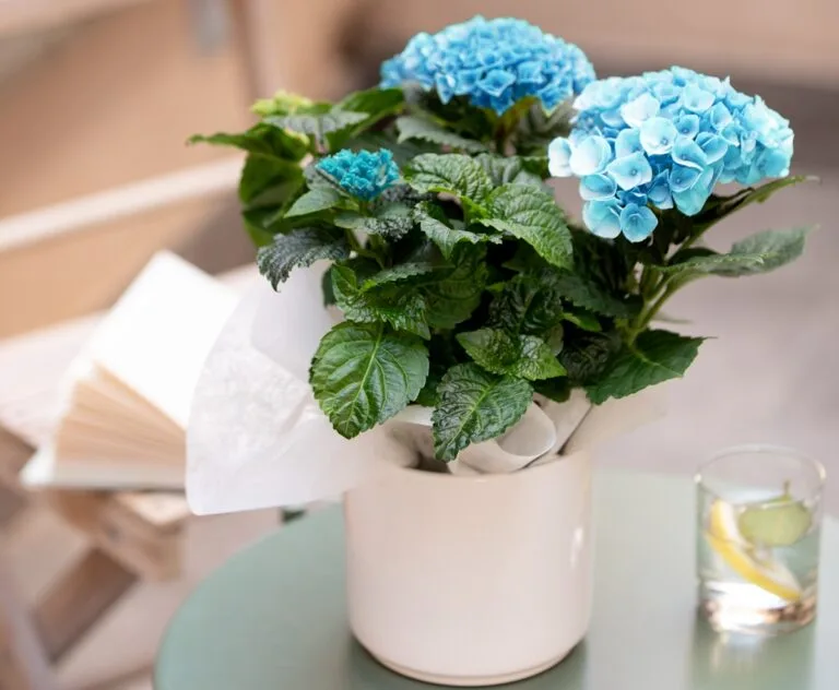 Hortensia bleu en pot
