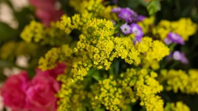 Gen bouquet mimosa