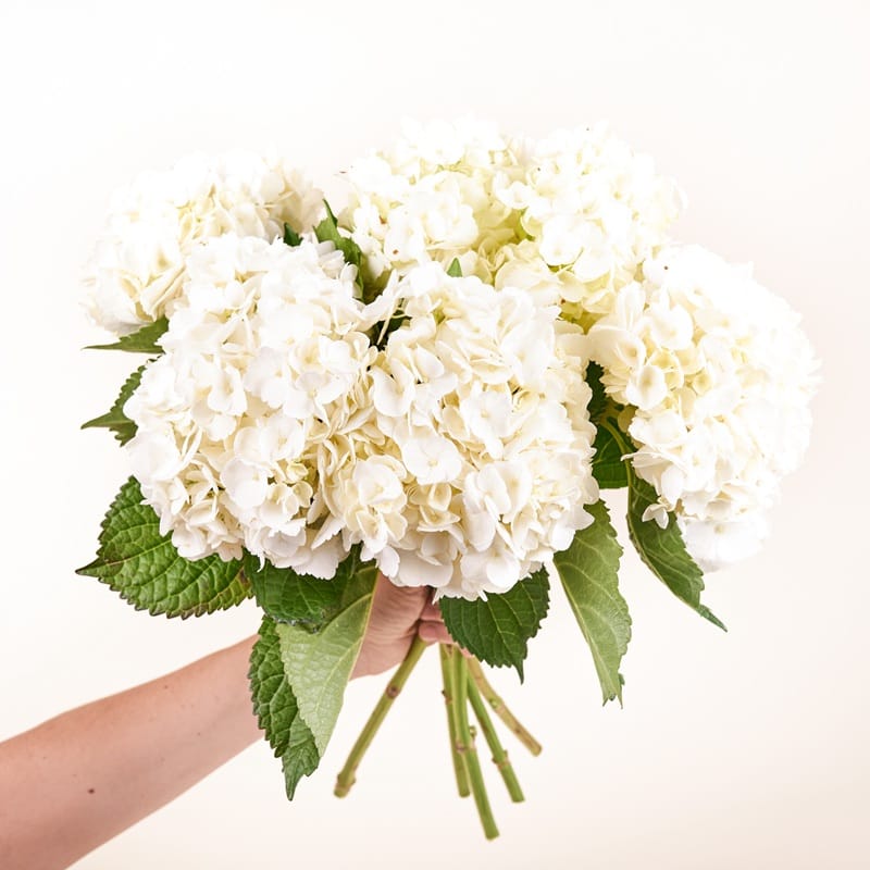 Bouquet d'hortensias blancs