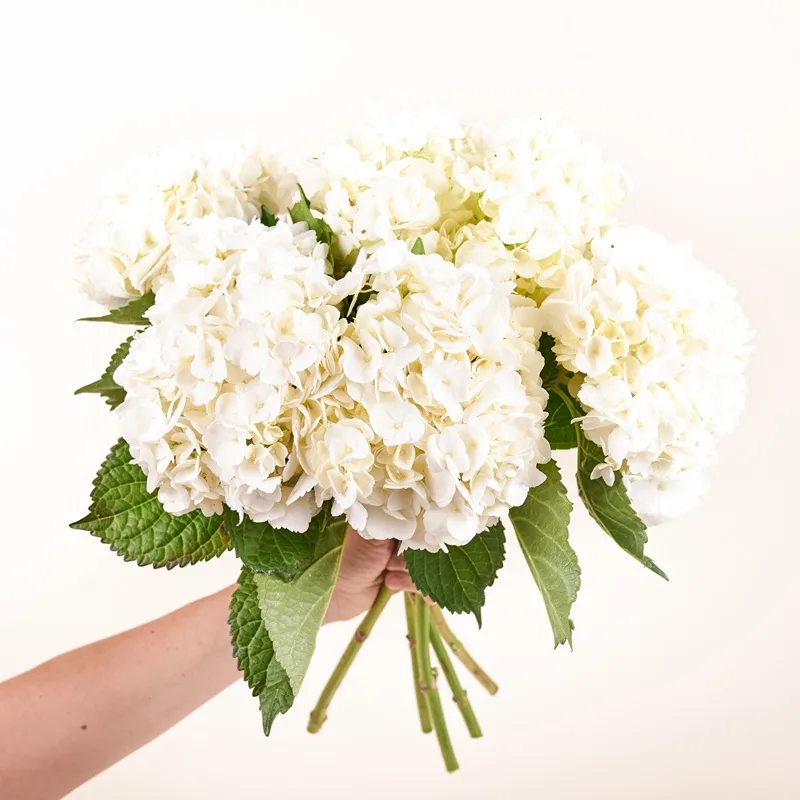 Bouquet d'hortensias blancs