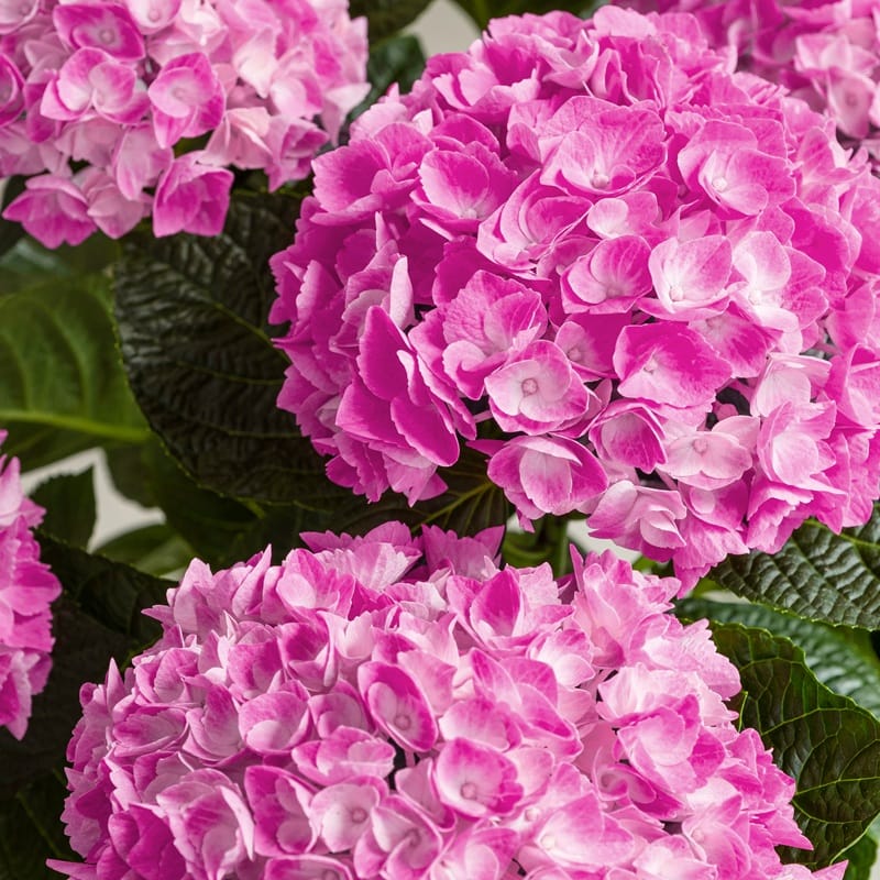 Hortensias roses