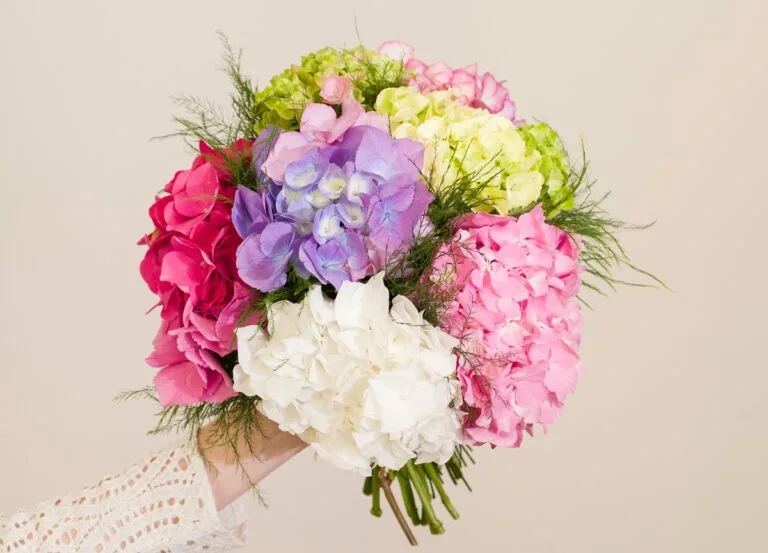 Bouquet d'hortensias de plusieurs couleurs
