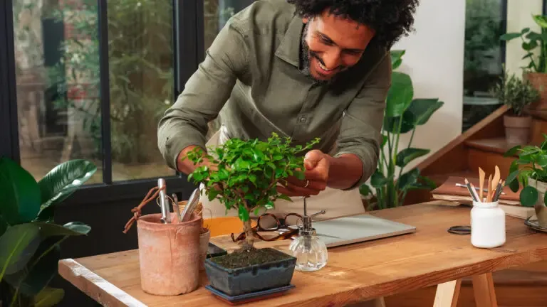 Entretien plantes vertes