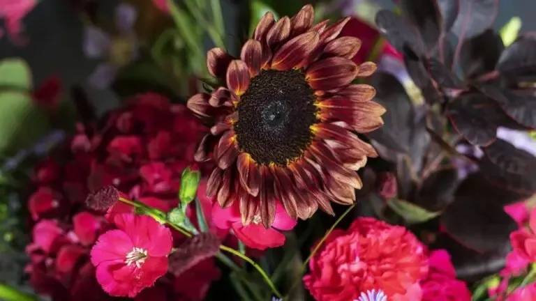 Fleurs automnales