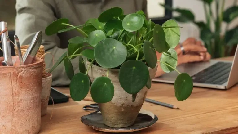Plantes depolluantes bureau