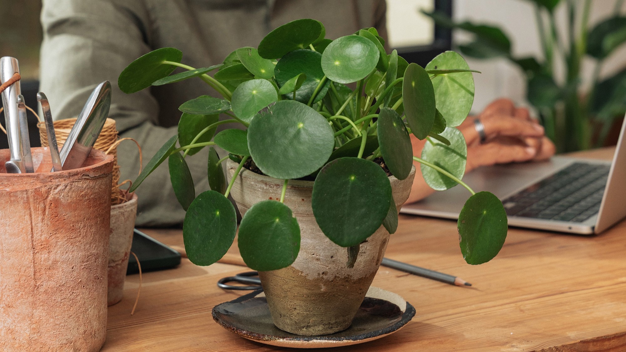 Plantes depolluantes bureau