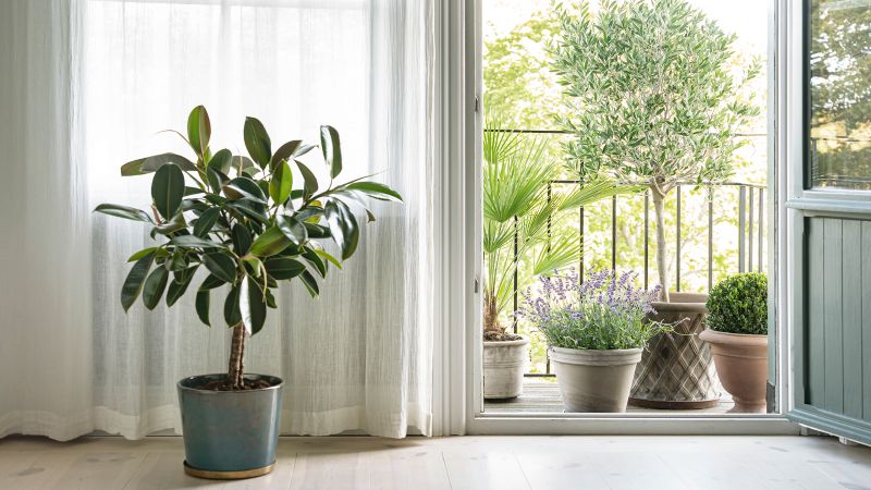 Plantes grandes