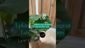 Top 3 des plantes bienfaisantes à avoir chez vous 🪴