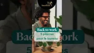 5 plantes pour votre bureau 🌿#backtowork