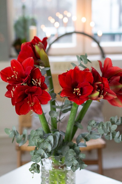 Amaryllis rouges en vase