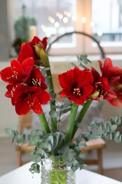 Amaryllis rouges en vase