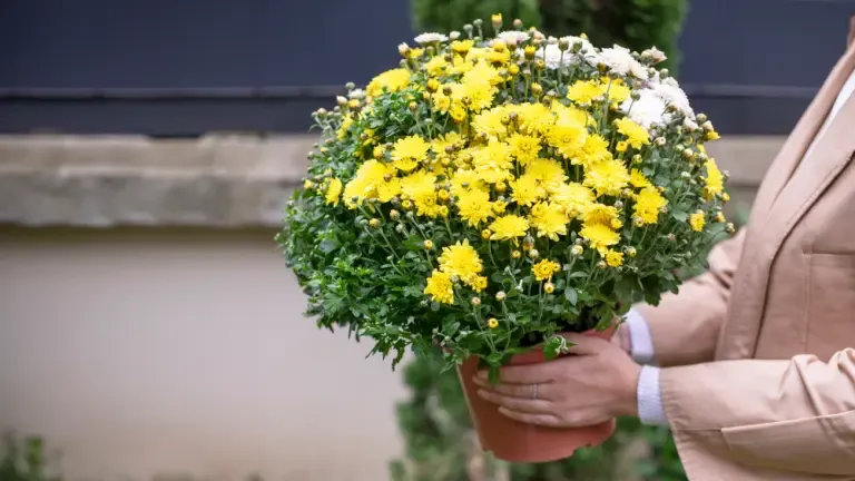 Quelles fleurs ou plantes pour la Toussaint ? 