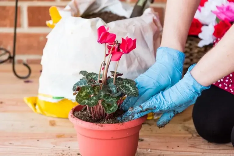 Personne rempotant un cyclamen