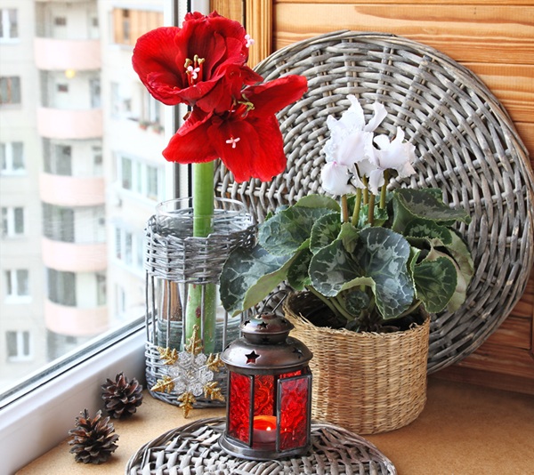 Cyclamen d'intérieur en pot devant une fenêtre