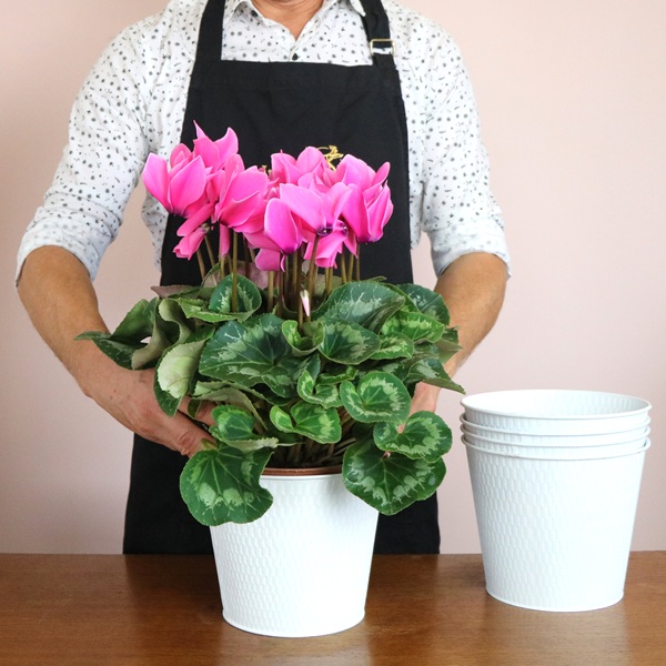 Homme plaçant un cyclamen dans un pot