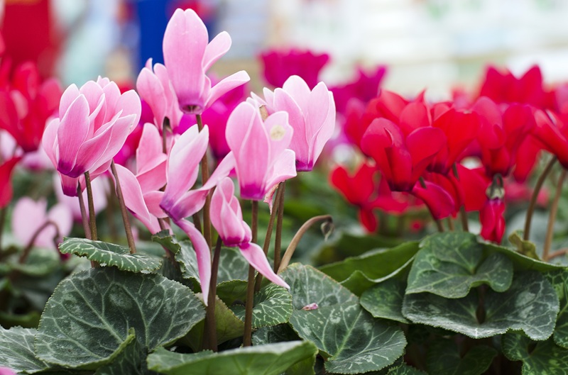 Cyclamens en fleur