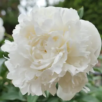 Pivoine Duchesse de Nemours