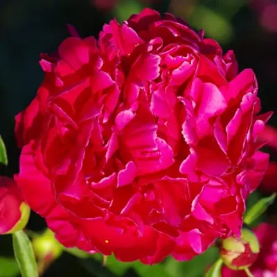 Pivoine Karl Rosenfield