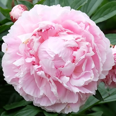 Pivoine Sarah Bernhardt