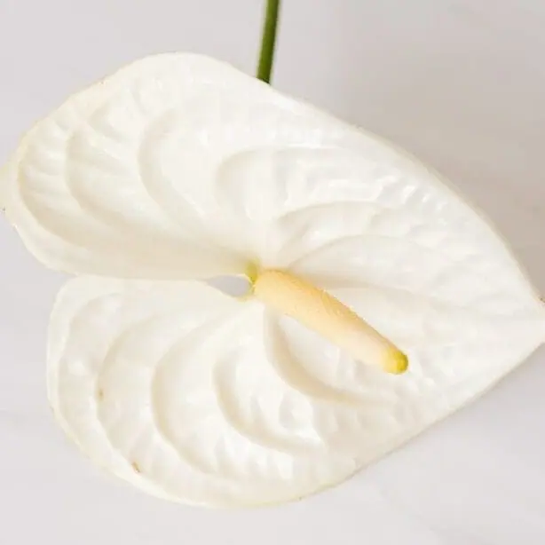 Anthurium blanc