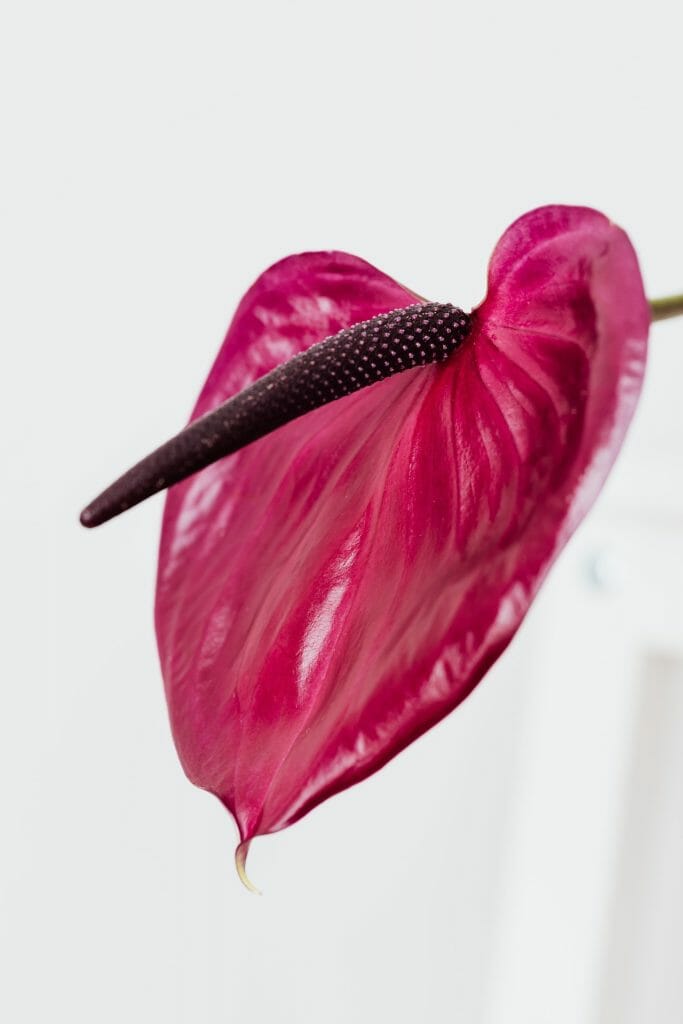 Fleur anthurium de couleur rouge