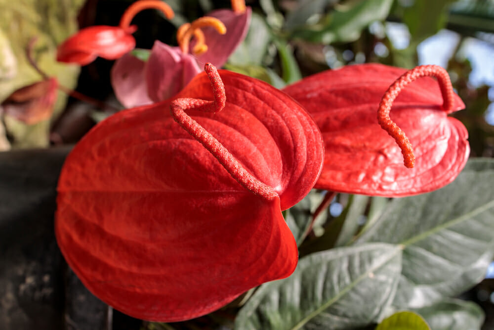 Des fleurs d'anthurium scherzerianum