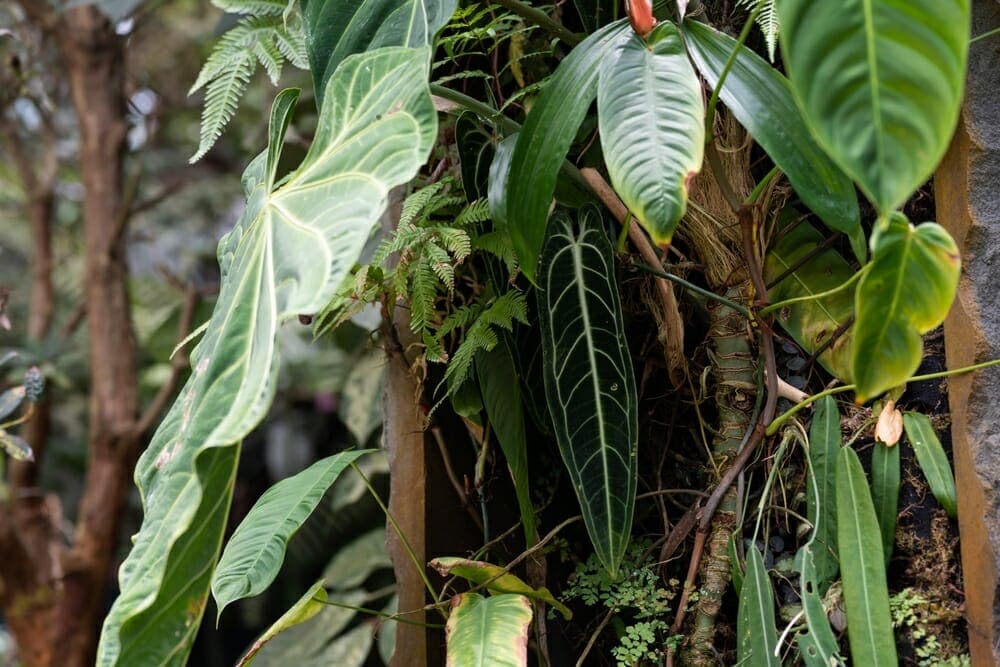 Un anthurium warocqueanum dans son milieu naturel
