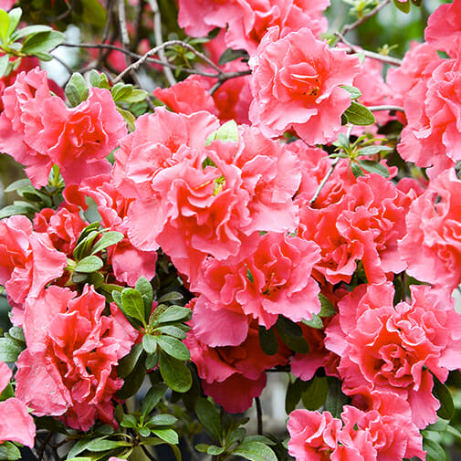 Fleurs d'azalée rose