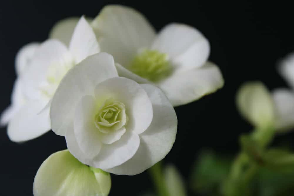 Fleurs blanches de bégonia gracilis
