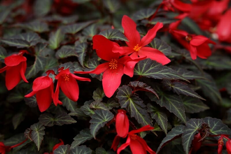 Bégonia summerwings à fleurs rouges