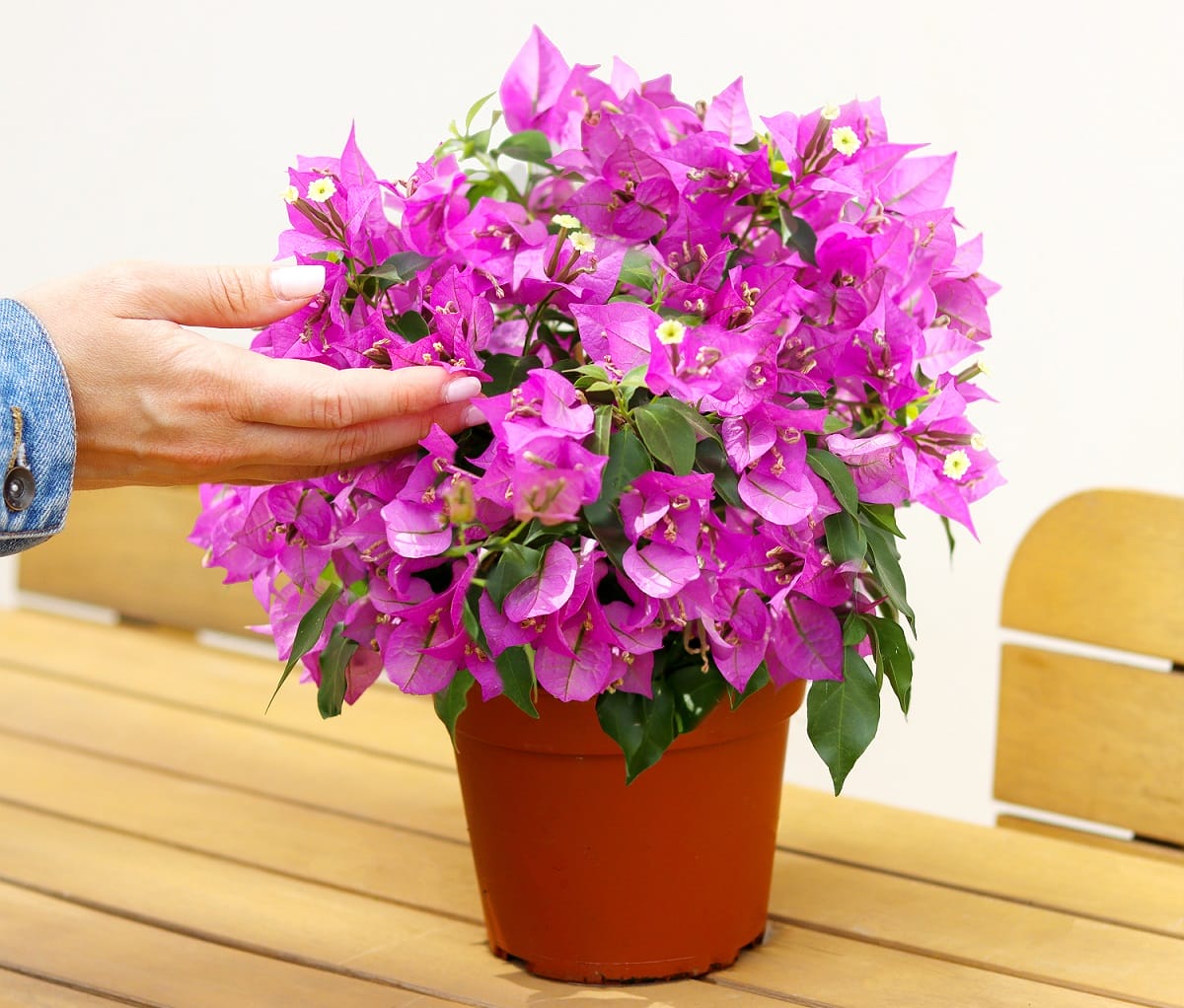 Entretien du bougainvillier en pot : tous ses secrets - Interflora