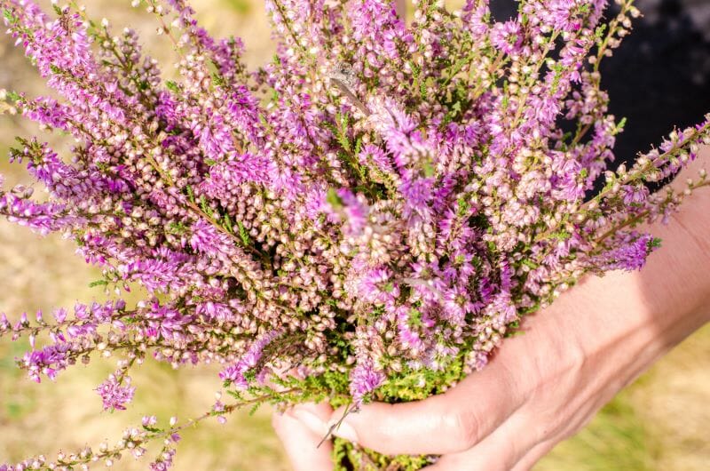 un bouquet de bruyères