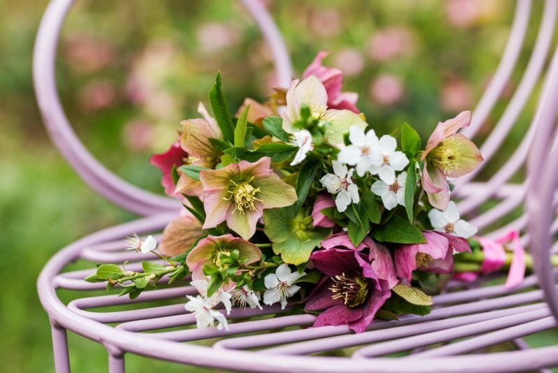 Un bouquet de roses de Noël posé sur une chaise de jardin