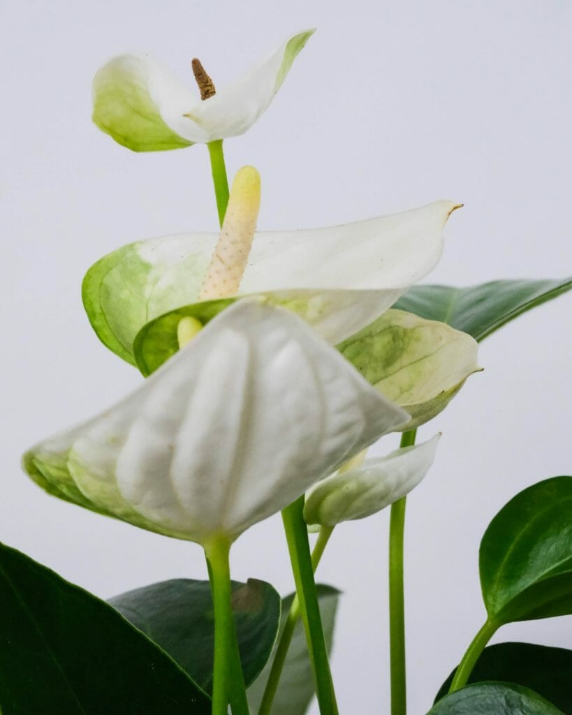 Anthurium blanc