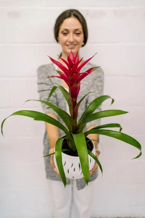Un bromélia, plante fleurie d'intérieur facile d'entretien
