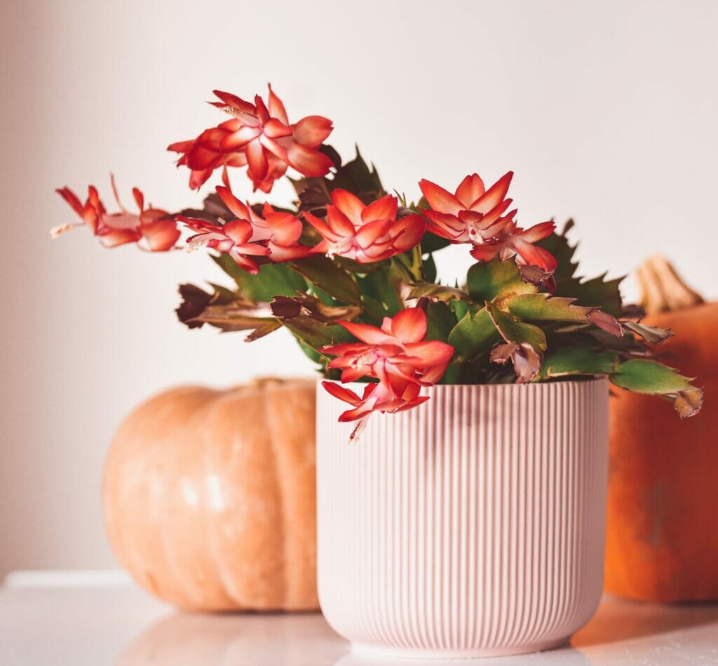 Cactus de noel - Marguerite Fleuriste