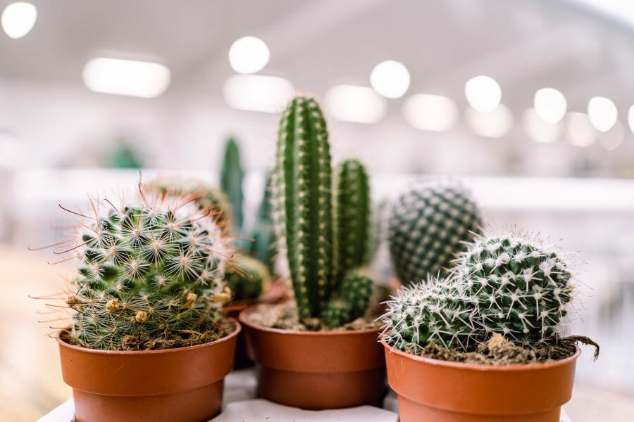 Les cactus, plantes grasses à entretien facile en intérieur