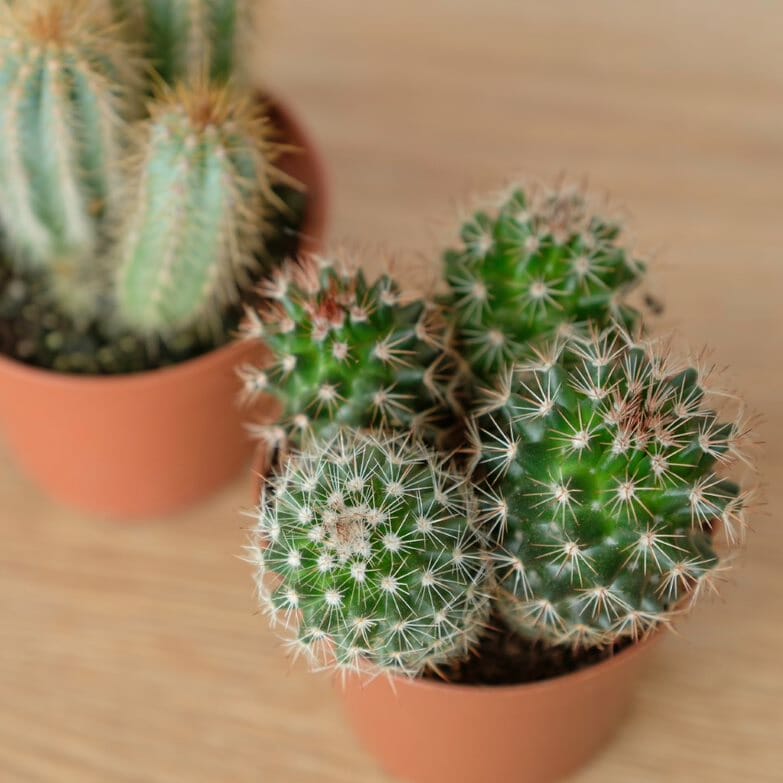 Les cactus, plantes qui peuvent résister au soleil avec peu d'eau