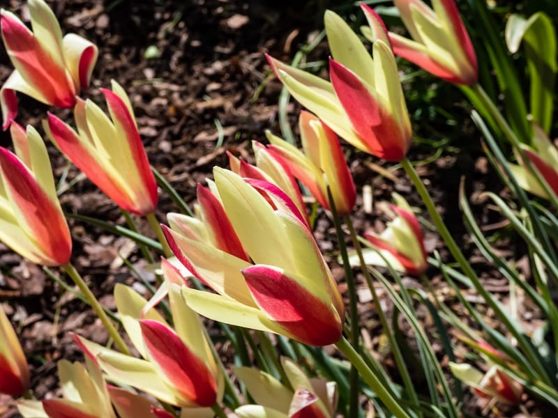 Des tulipes botaniques (Tulipa clusiana) en gros plan