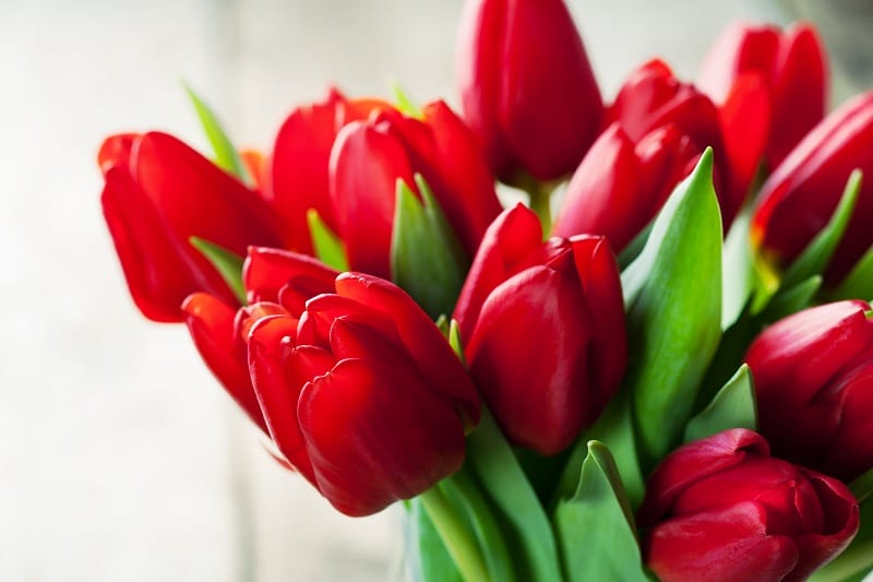 Un bouquet de tulipes domestiques rouges