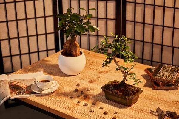 Bonsai carmona