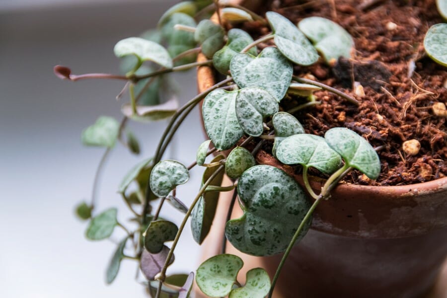 Les chaînes de cœur, plantes d'appartement